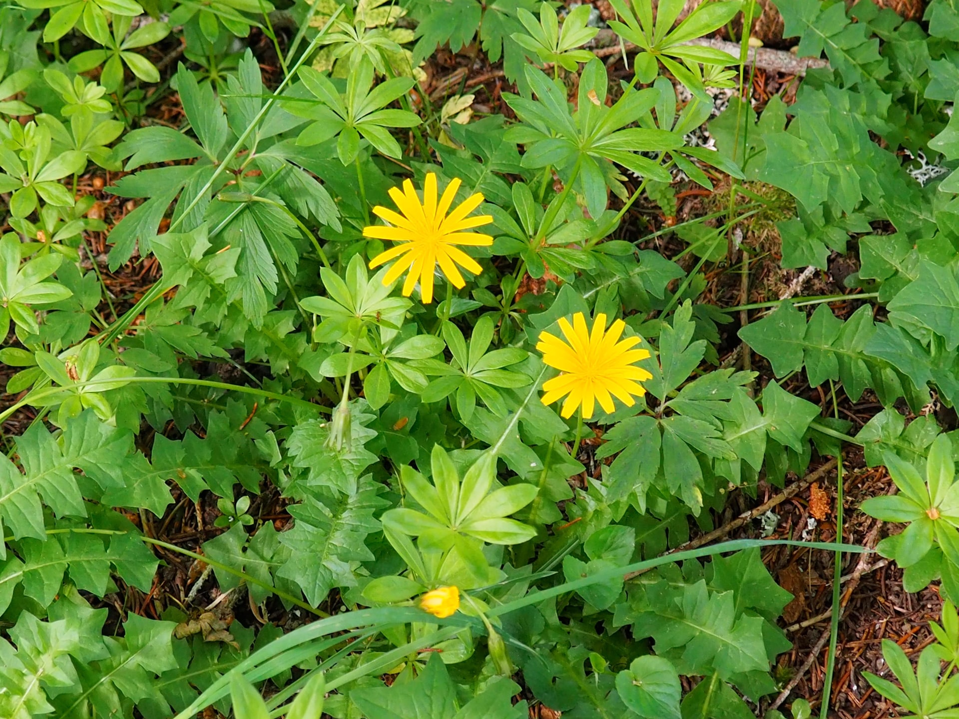 Nature-10