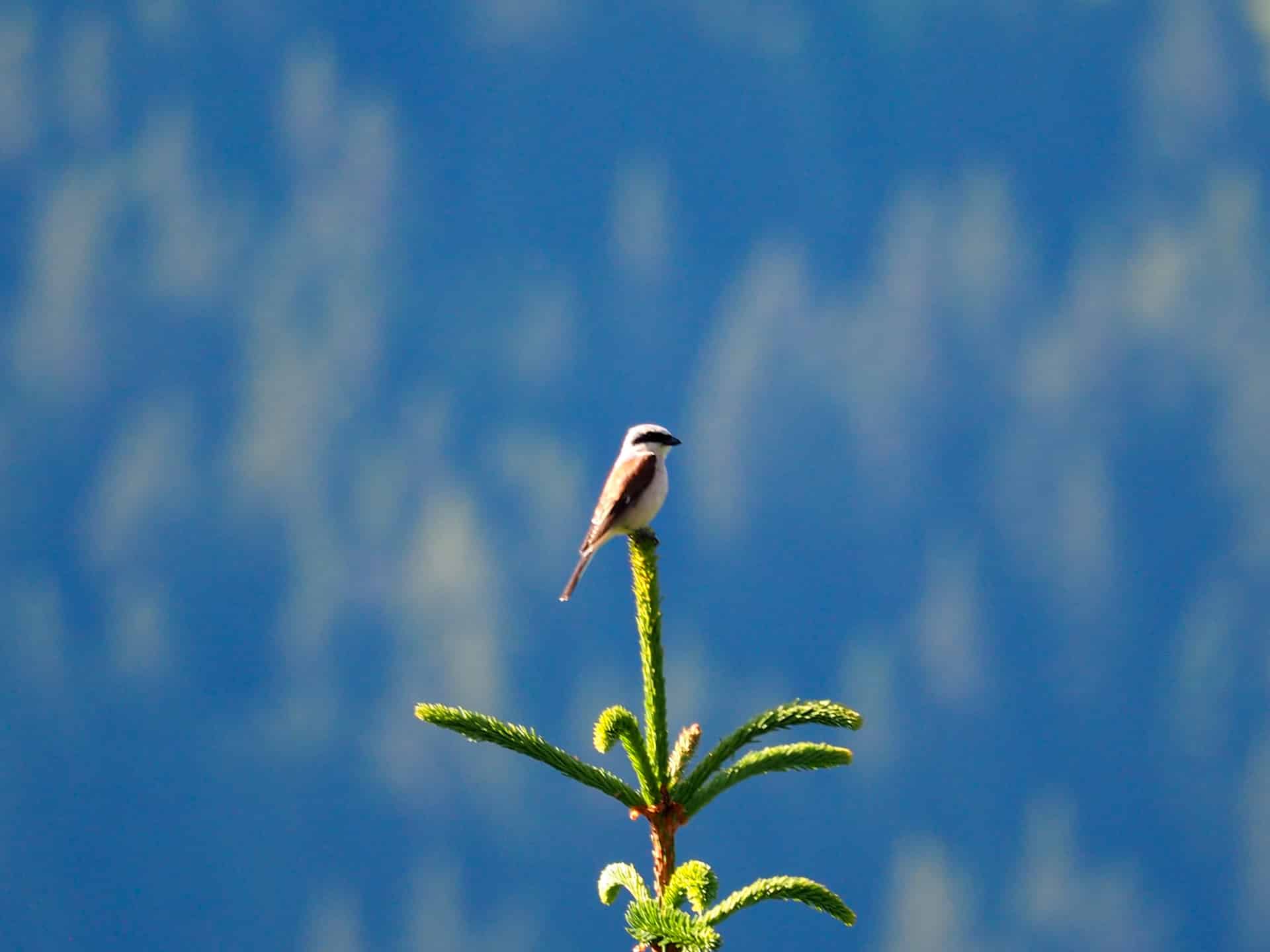 Nature-14